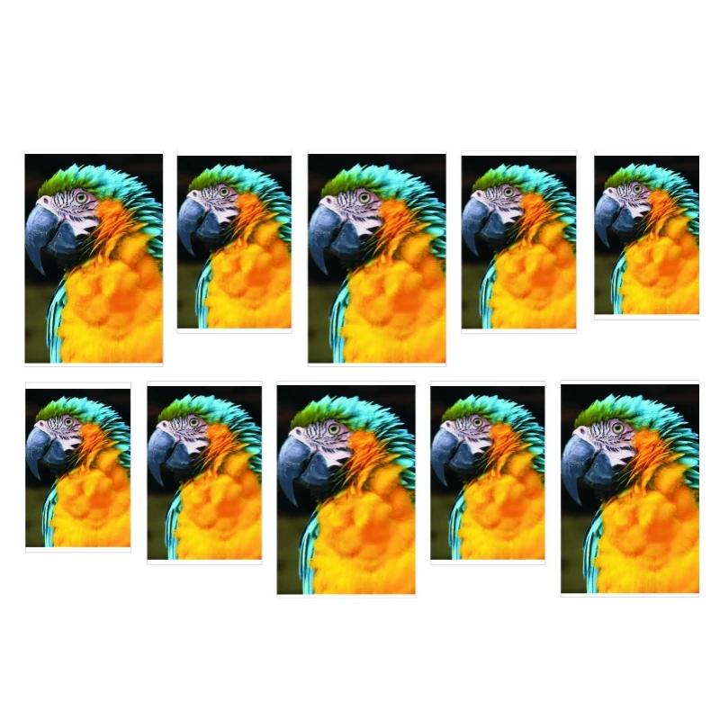Naklejka na paznokcie - kolorowa papuga