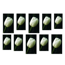 Naklejka na paznokcie - biały tulipan