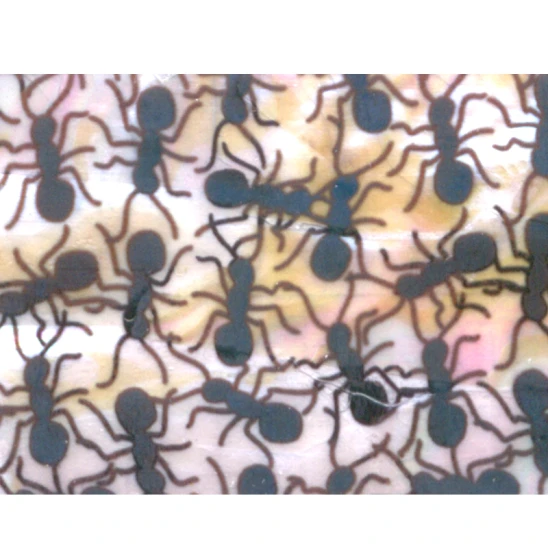 Taśma perlmutowa / muszlowa mrówki