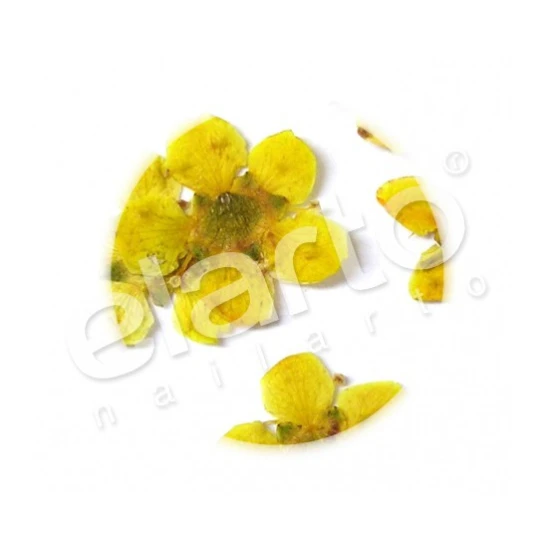 Kwiaty suszone żółte